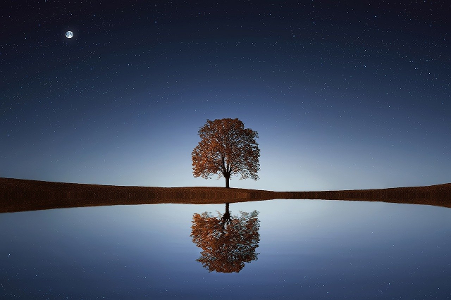 Der nachtliche Himmel und der Baum