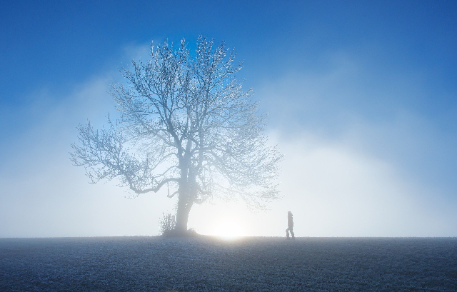 Der Baum und ein Mensch