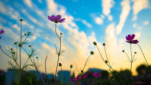 Ein Sonnenuntergang und viele schöne Blumen