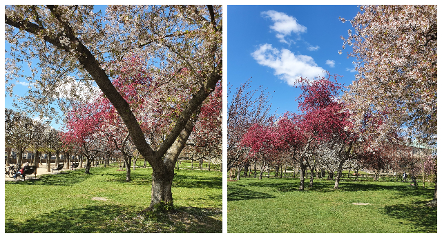 Kirschblüte in Dresden