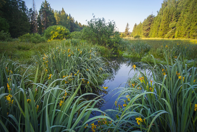 Eine Wiese mit vielen Blumen