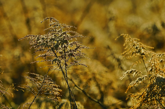 Wilder Garten im Sommer