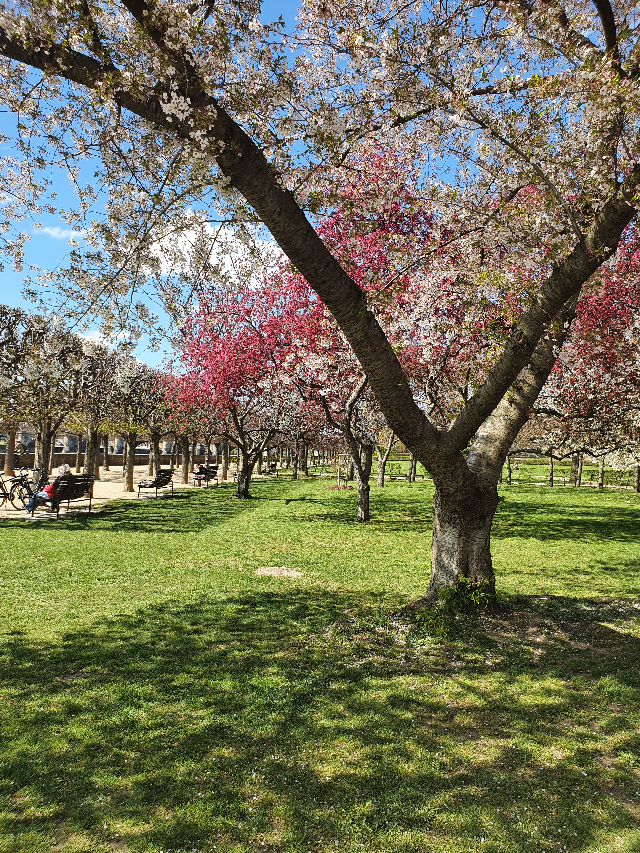 An der Elbe im Frühling